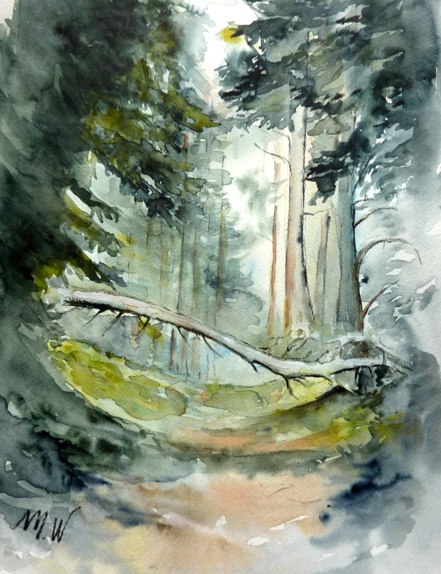 forêt ; aquarelle ; lumière ; contre jour