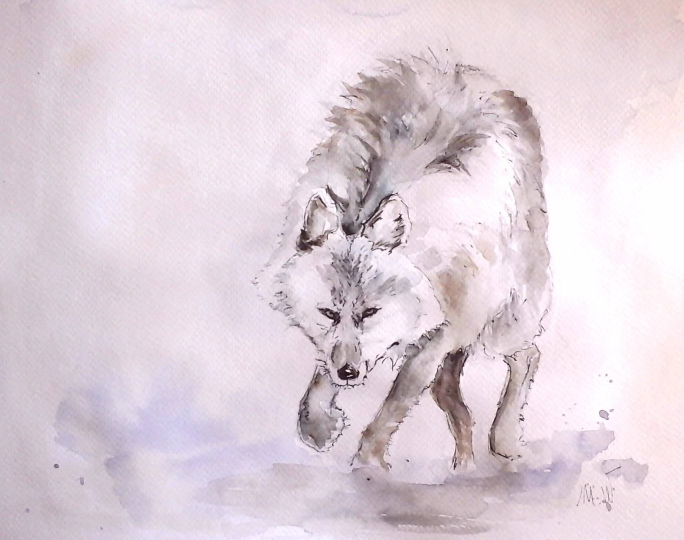 loup ; aquarelle